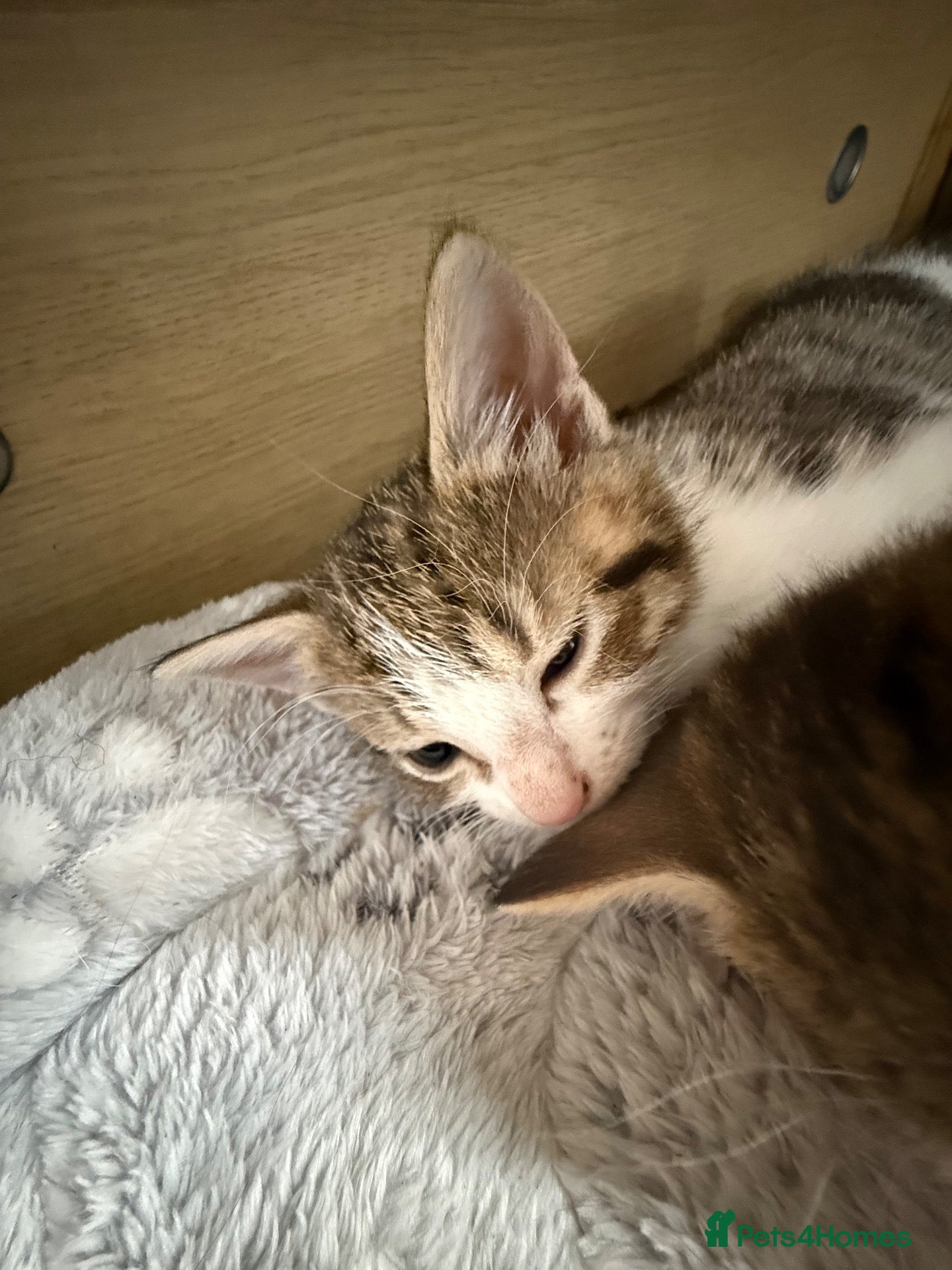 Mixed Breed cats Kittens for sale  - Advert 1