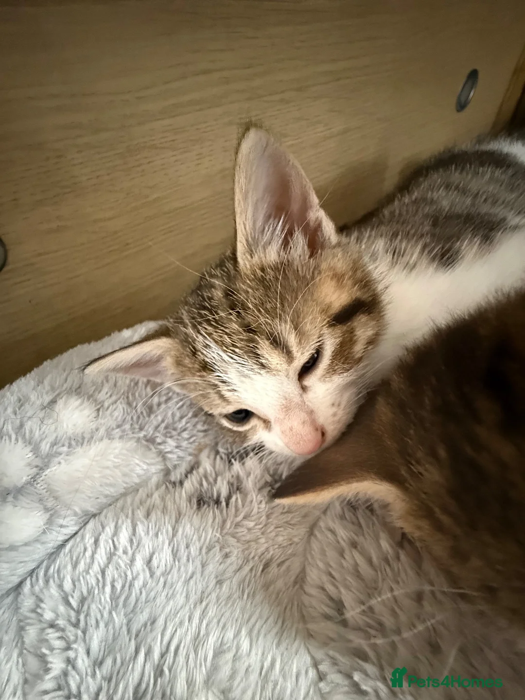 Mixed Breed cats for sale: Kittens for sale  - Advert 1