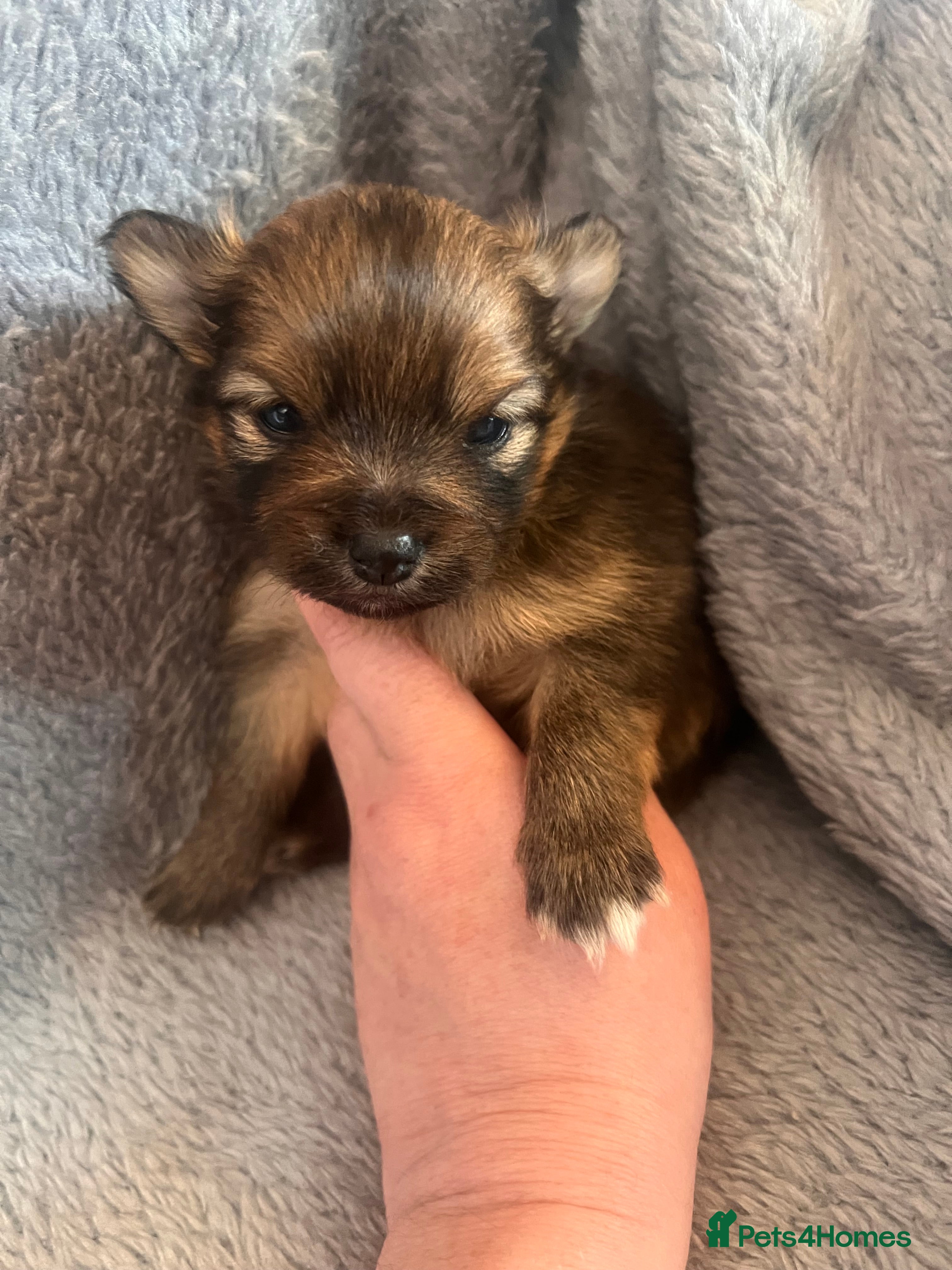 Pomeranian dogs for sale: Pomeranian Puppies  - Advert 2