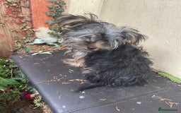 Yorkshire Terrier dogs for sale: Yorkshire Terrier Puppy 2 - 1 Absolutely Stunning Yorkie Pup Ready To Go Now!  - Image 10