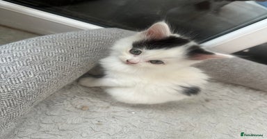 Mixed Breed cats - Advert 10
