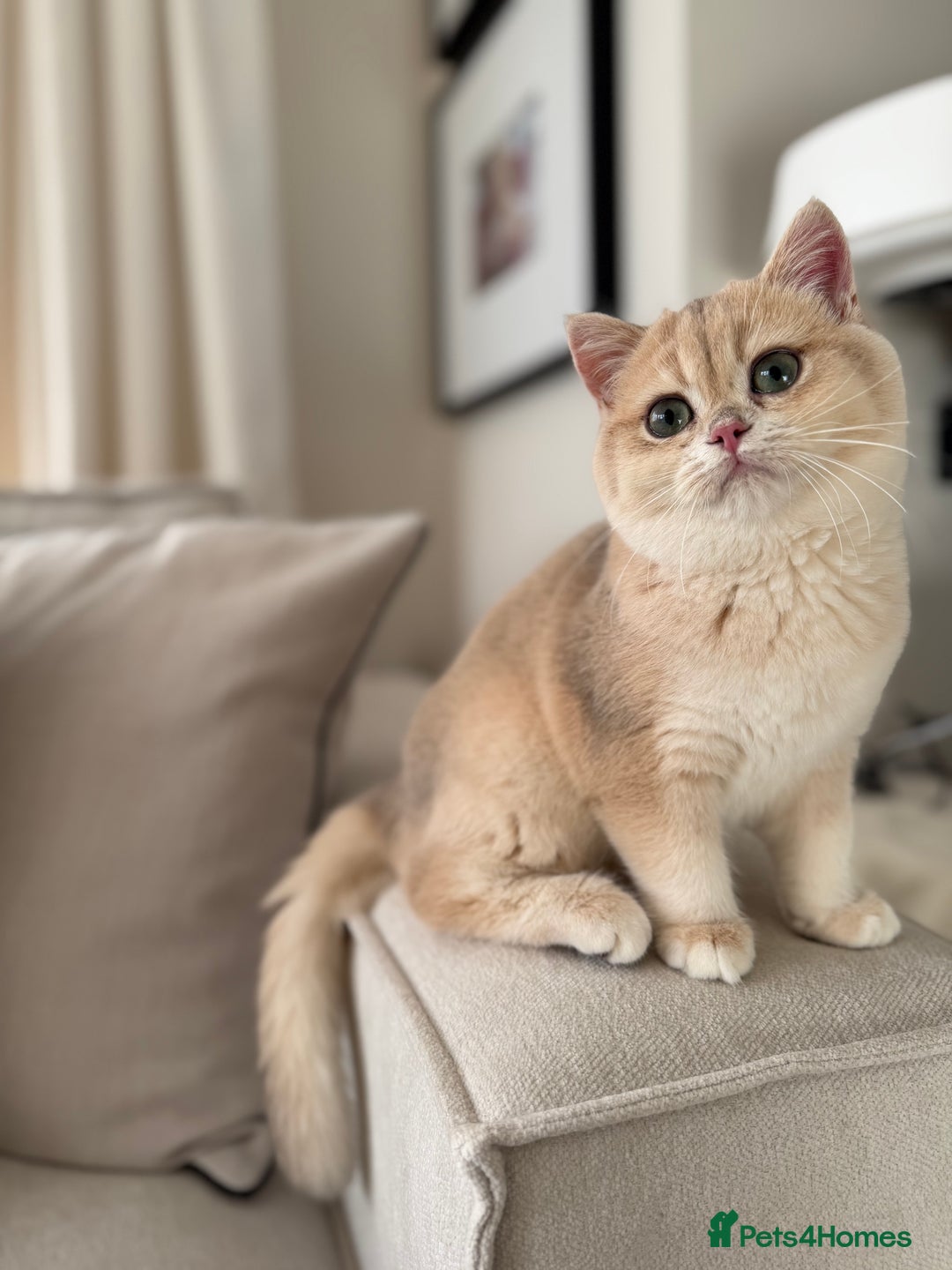 British Shorthair cats for sale: Lilac Golden British Shorthair kitten 🤍 - Advert 6