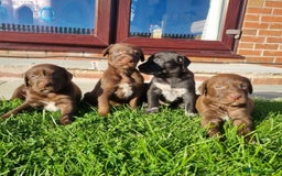 Mixed Breed dogs for sale: Collie cross rough haired Hungarian viszler  - Image 20