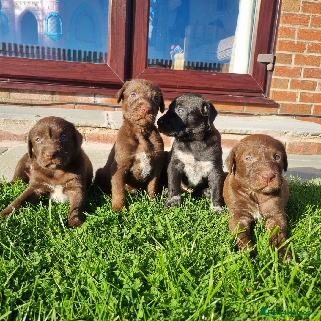 Mixed Breed dogs for sale: Collie cross rough haired Hungarian viszler  - Image 20
