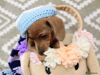 Miniature Dachshund dogs Beautiful girl, miniature dachshund - Advert 6