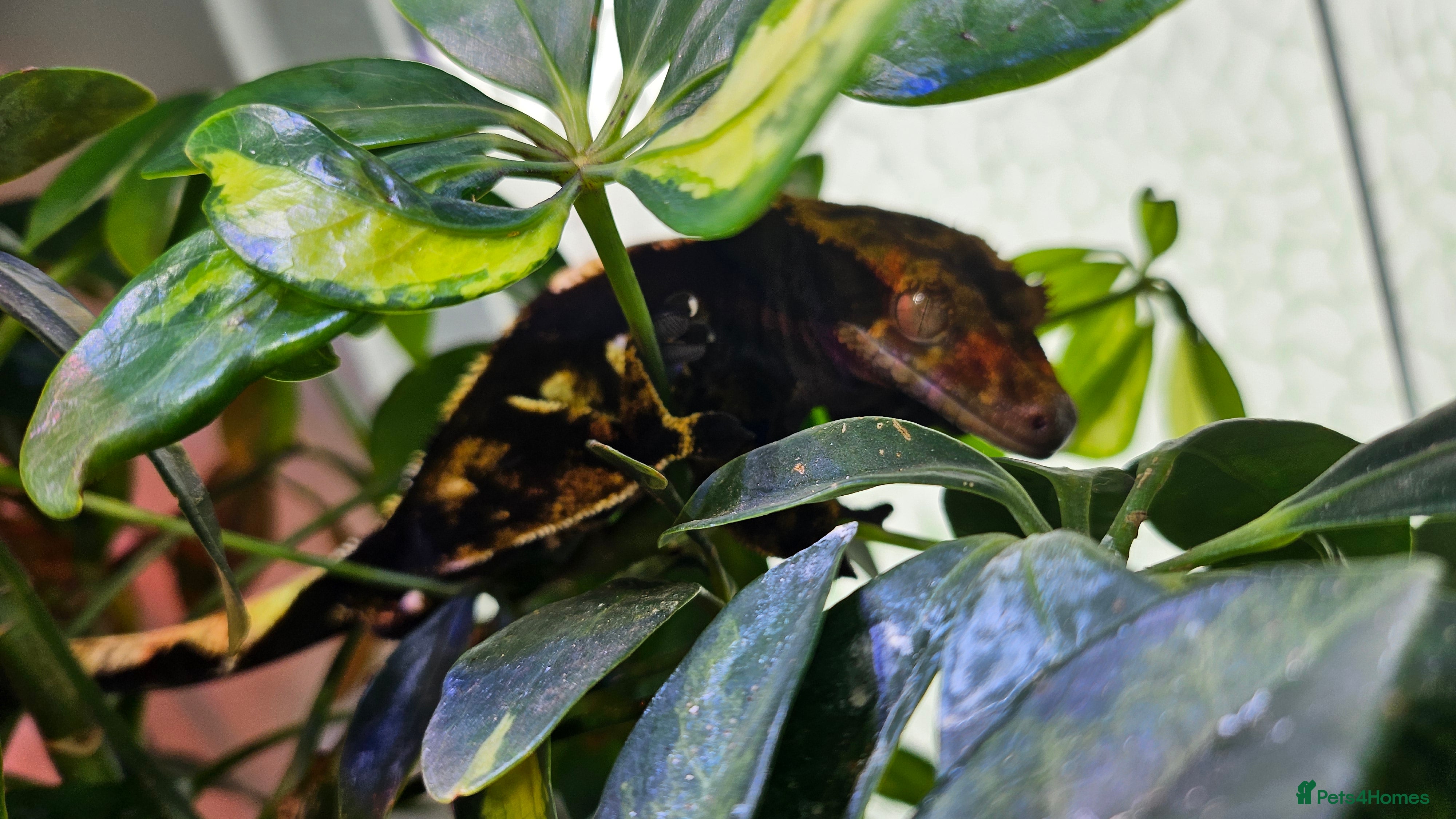 Gecko reptiles Harlequin Male Gecko  - Advert 1