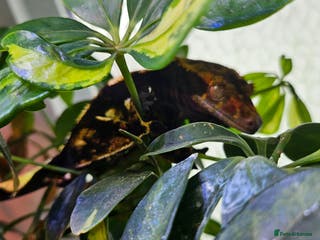 Gecko reptiles Harlequin Male Gecko - Advert 12