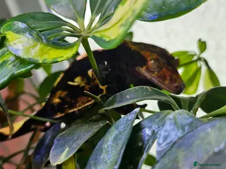 Gecko reptiles Harlequin Male Gecko - Advert 5