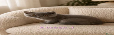 British Shorthair 1