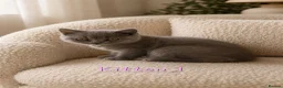 British Shorthair cats for sale: 🩷*READY 16th AUGUST *🩷 - Advert 10