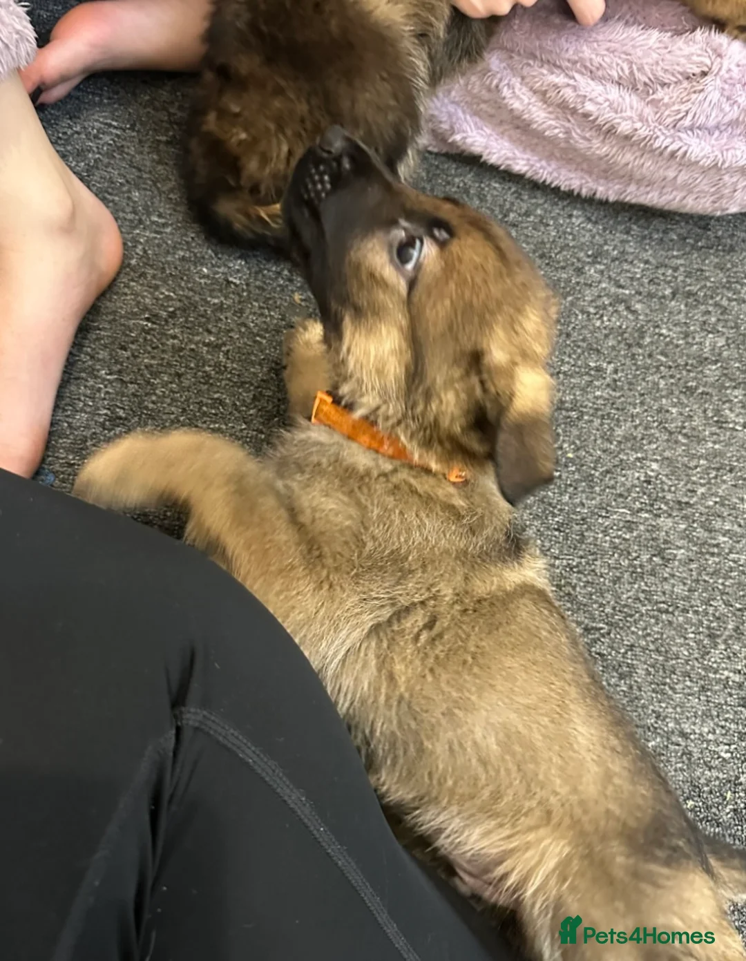 German Shepherd dogs for sale: 100% Healthy Pure Breed  German Shepherd Puppies  - Advert 18