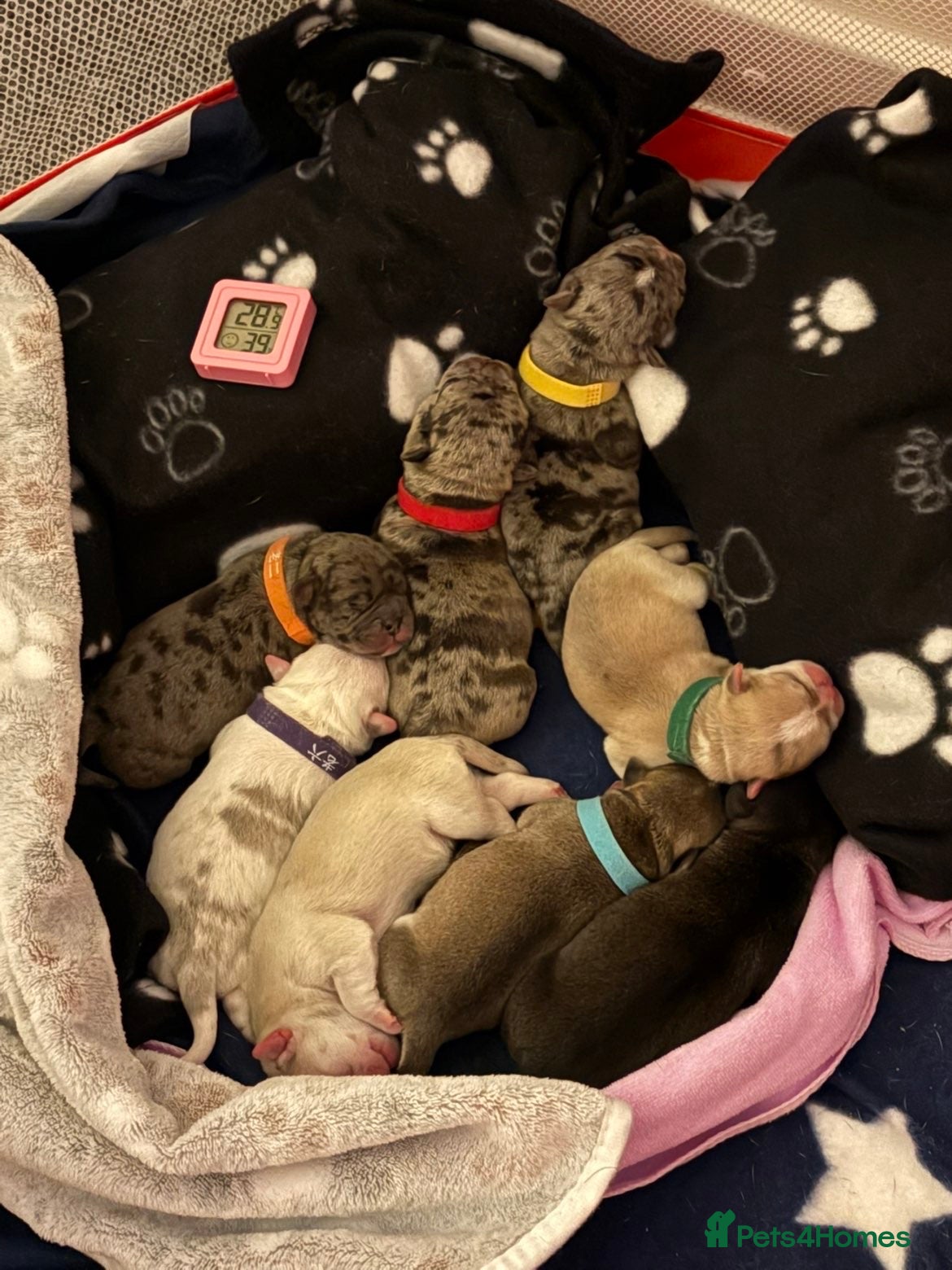 Frug dogs Frug puppies - Advert 3