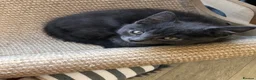 Russian Blue cats for sale: Russian blue/Norwegian forest mixed - Advert 11