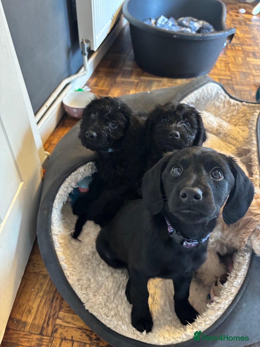 Mixed Breed dogs for sale: 1 Girl and 2 Boys mini labradoodles puppy’s left - Advert 4