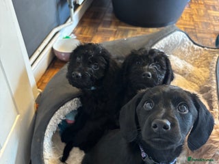 Mixed Breed dogs 1 Girl and 3 Boys mini labradoodles puppy’s left - Advert 2
