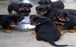 Rottweiler dogs for sale: 🐾🖤 Our Rottweiler Puppies for Sale 🐶💪 - Image 4