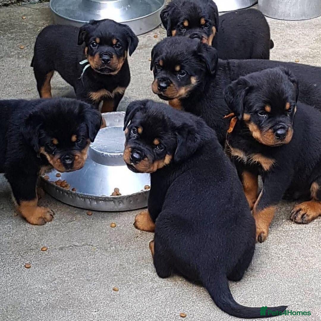 Rottweiler dogs for sale: 🐾🖤 Our Rottweiler Puppies for Sale 🐶💪 - Image 4