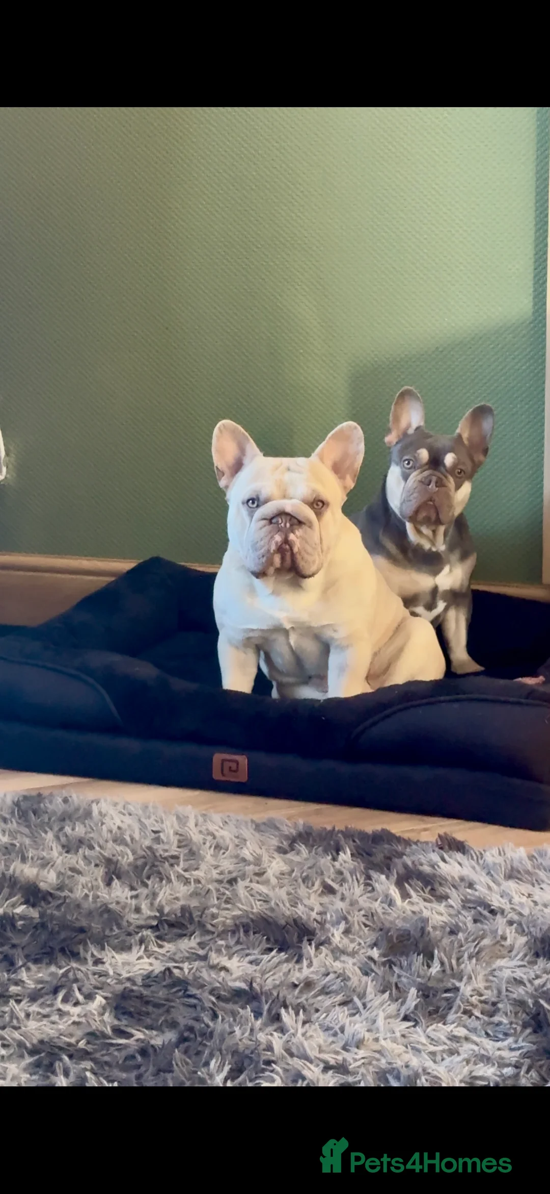 French Bulldog dogs for stud: French Bulldog Stud Ready And Waiting  - Advert 12