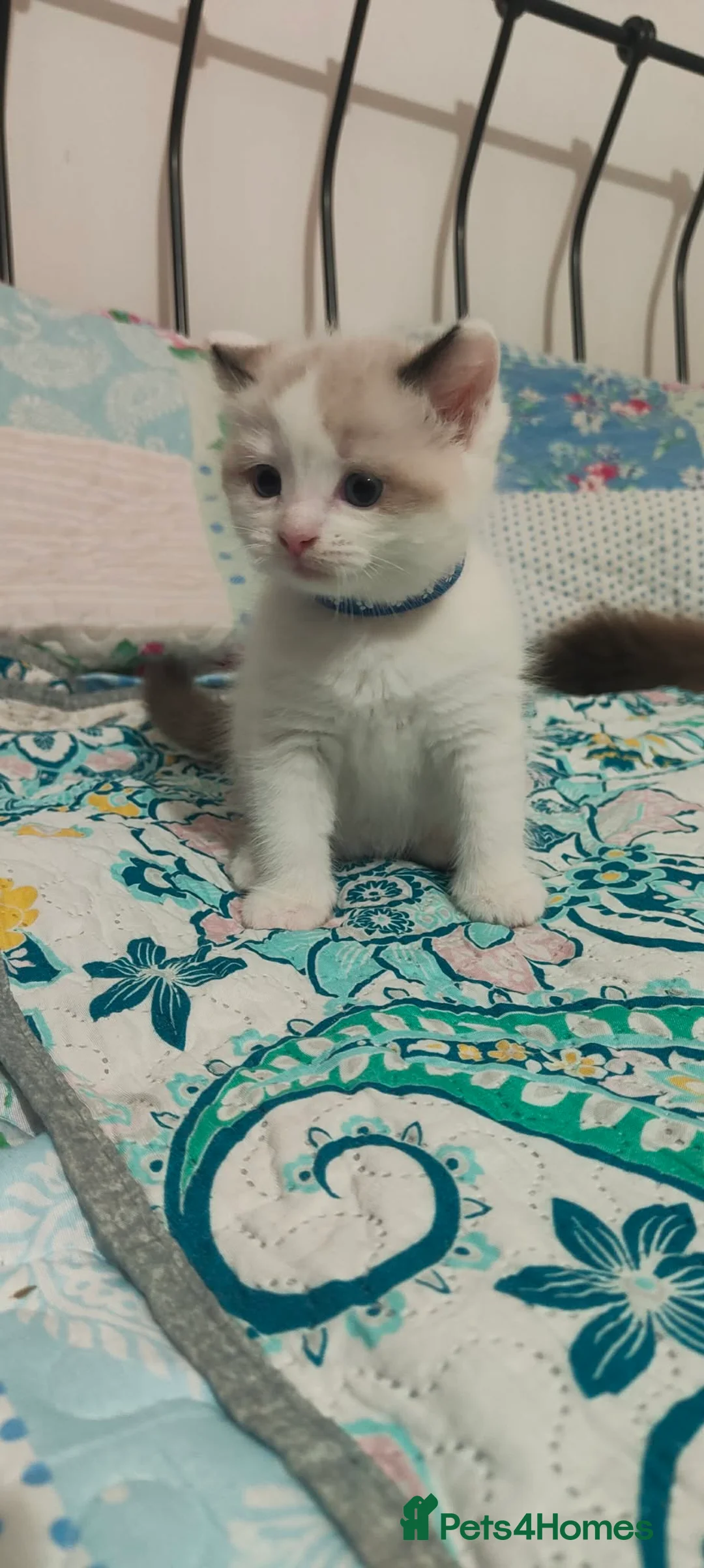 Ragdoll cats for sale: Give Your Heart a Friend-Beautiful Ragdoll Kittens - Advert 15