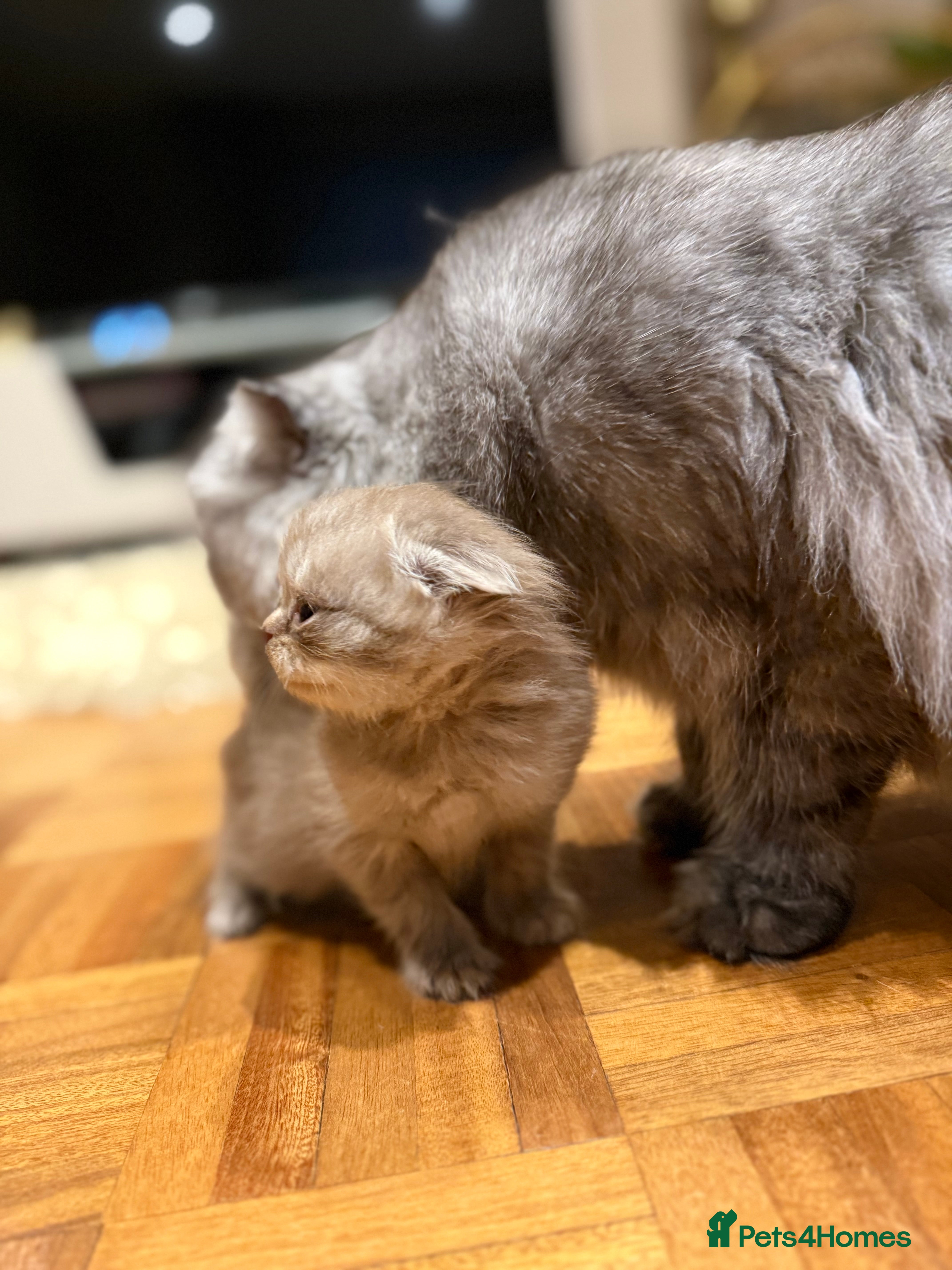 Scottish Fold cats Stunning Rainbow litter ready for  **   - Advert 3