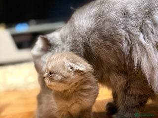Scottish Fold cats Stunning Rainbow litter ready for ** - Advert 3