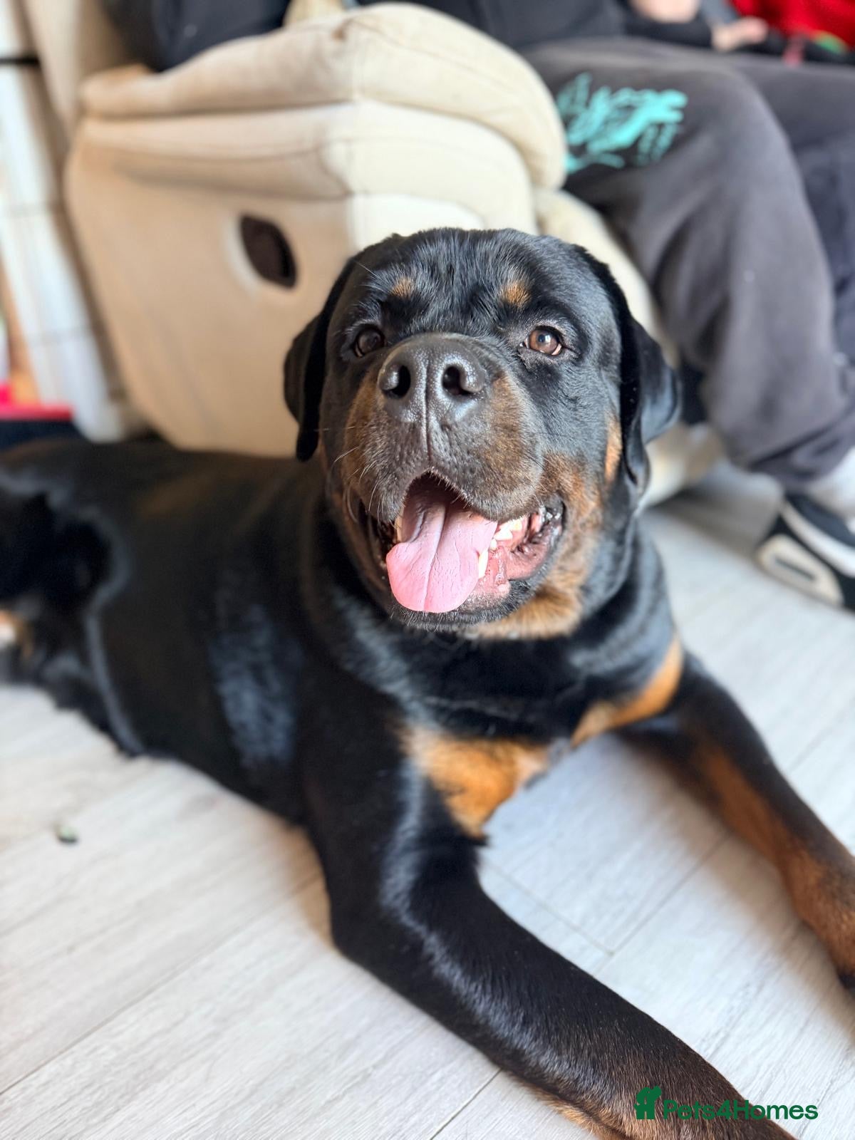 Rottweiler dogs 16 Month Old Rottweiler Boy  - Advert 1