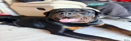 Rottweiler dogs for sale: 16 Month Old Rottweiler Boy  in Mansfield - Advert 1