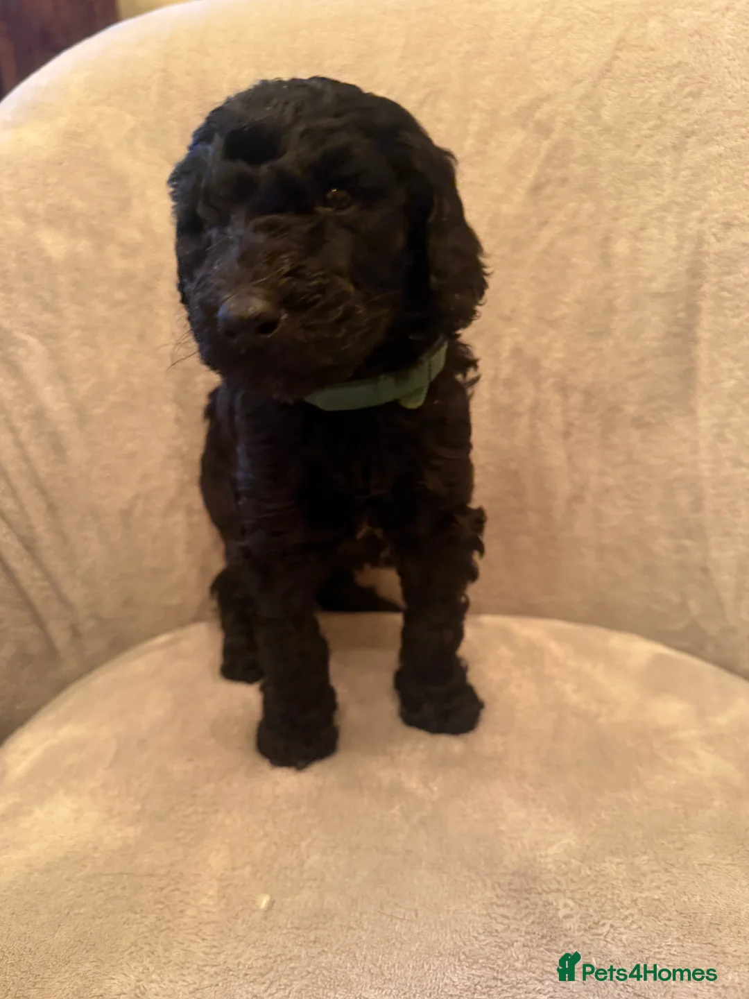 Standard Poodle dogs for sale: Standard poodle puppies  - Advert 22