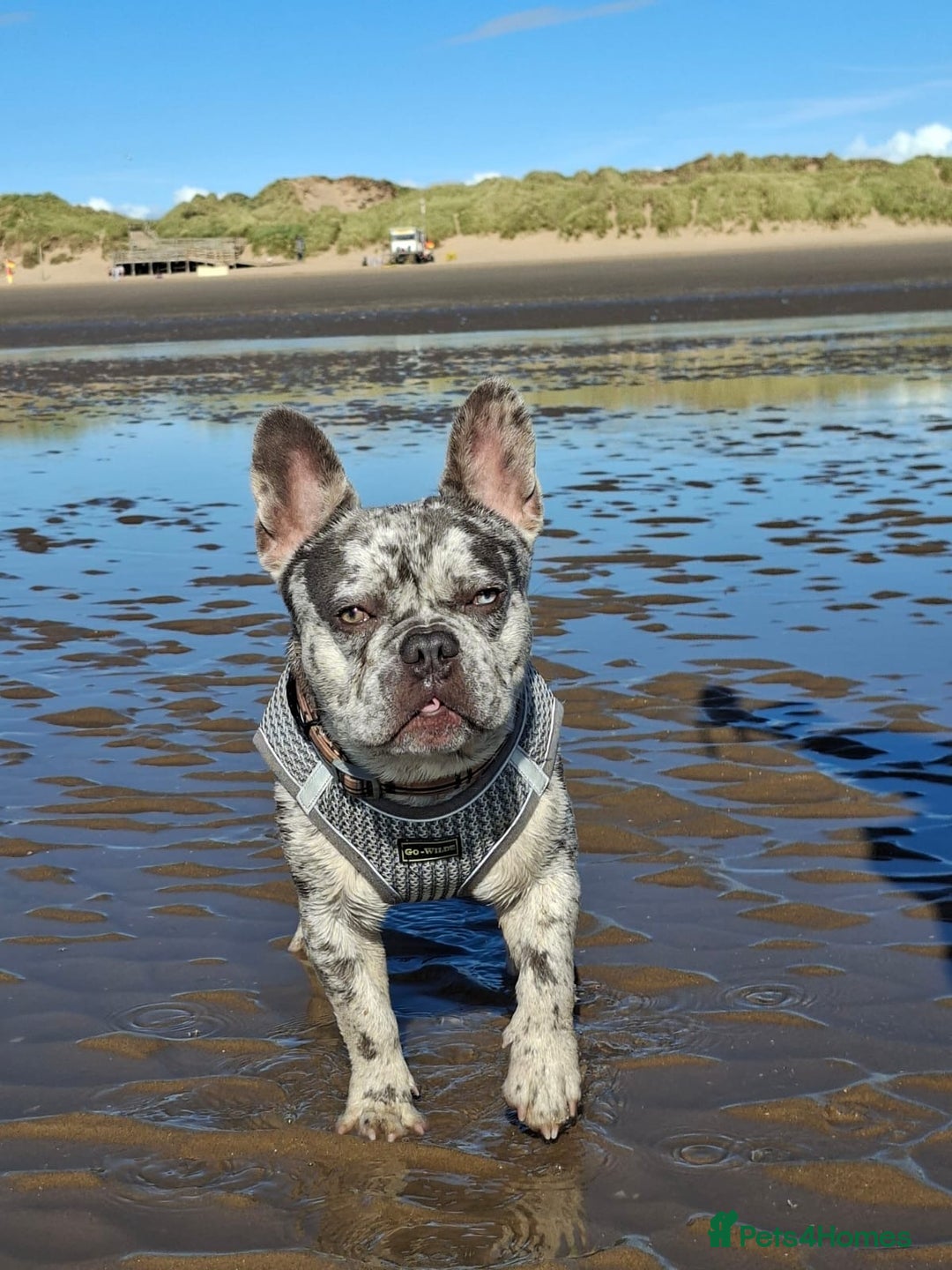 French Bulldog dogs for stud: Rolo Boy ready for the ladies 😍 - Image 6