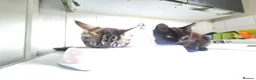 Mixed Breed cats for sale: Sibling kittens for sale  in Manchester - Advert 3