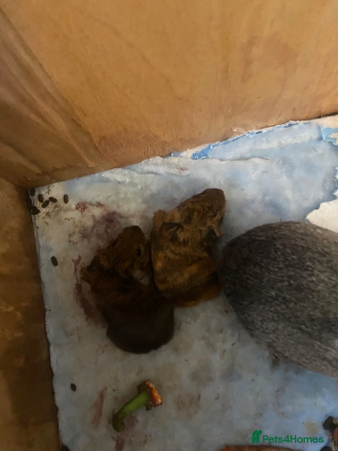 Guinea Pig rodents for sale: Mixed Guinea pigs  - Advert 2