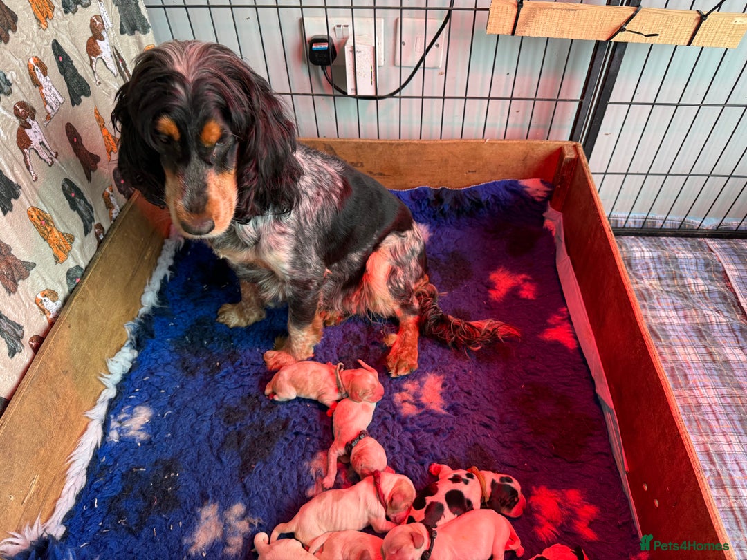Cocker Spaniel dogs for sale: Fabulous Cocker Spaniel Pupies - Image 13