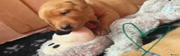 Labrador Retriever dogs for sale: 3 FoxRed Labrador Boys Available  - Advert 9