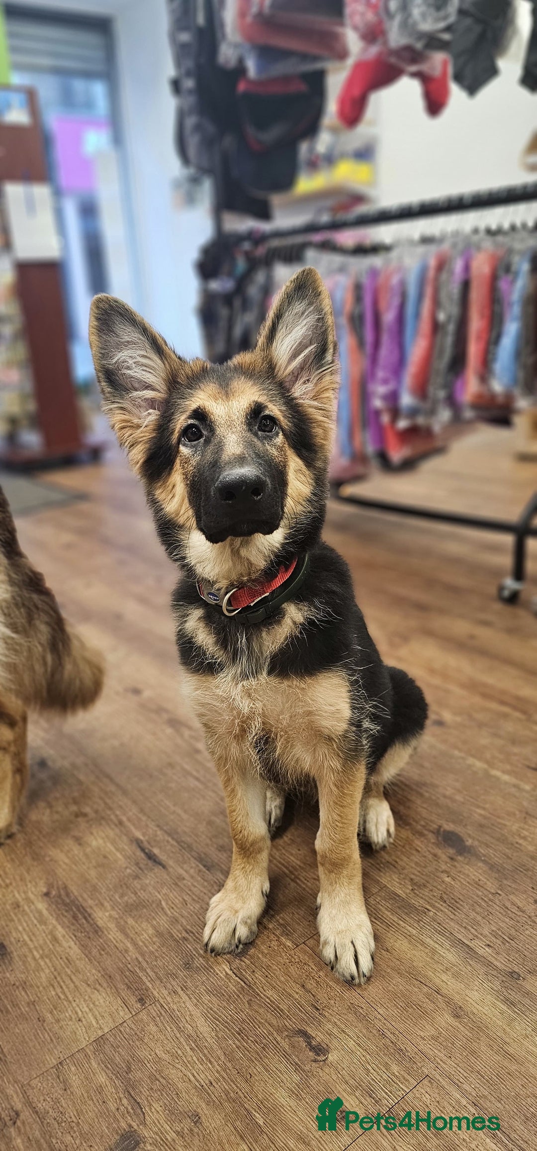 German Shepherd dogs for sale: German shepherd female puppy  - Image 3