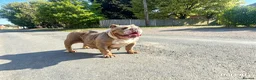 English Bulldog dogs for sale: English bulldog  - Advert 2