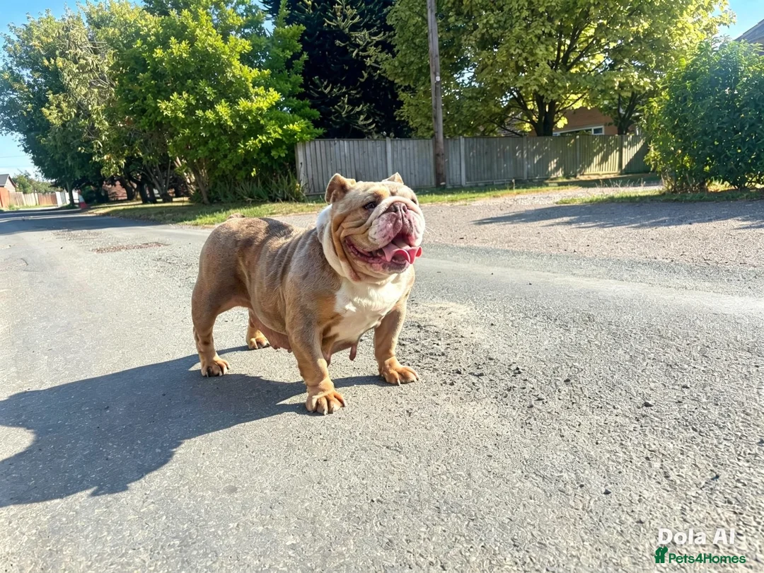 English Bulldog dogs for sale: English bulldog  - Advert 2