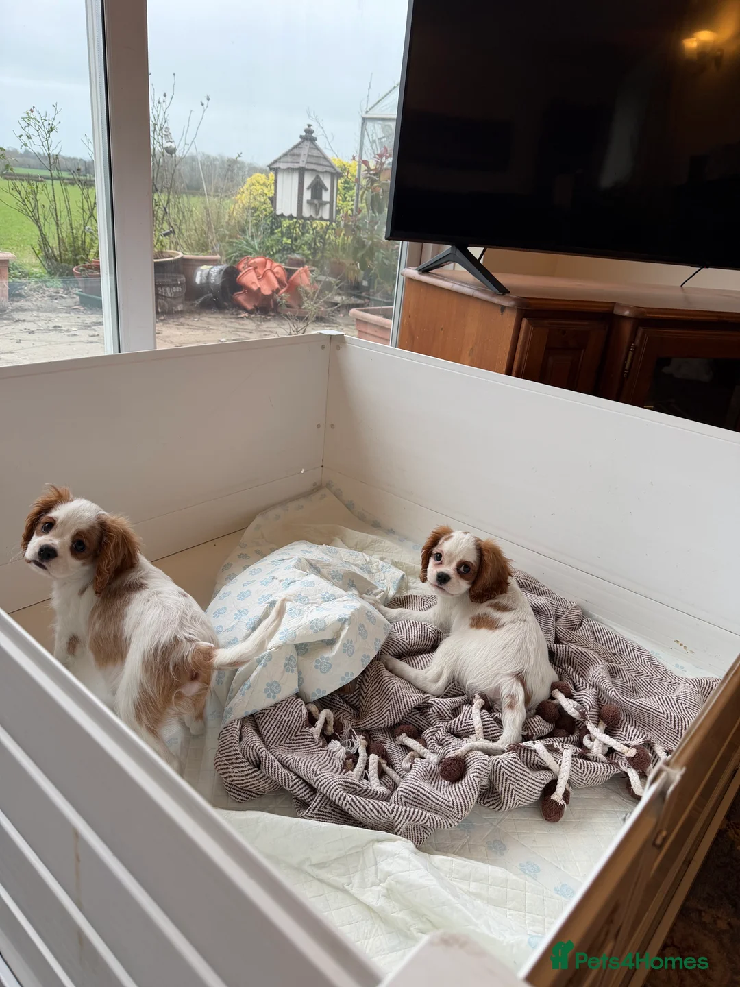 Cavalier King Charles Spaniel dogs for sale: Kc registered cavalier king charles puppies - Advert 32
