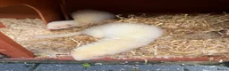 Ferret rodents for sale: 8 ferrets for sale  - Advert 4