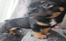 Mixed Breed dogs for sale: French chihuahuas for sale  - Image 4
