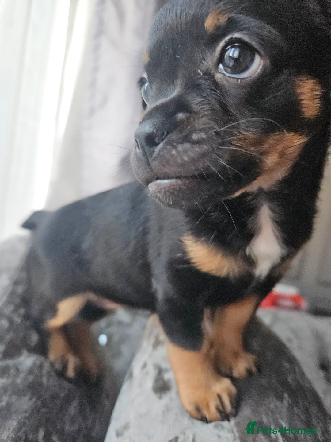 Mixed Breed dogs for sale: French chihuahuas for sale  - Image 4