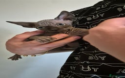 Sphynx cats for sale: Silver elf and black little babies - Image 11