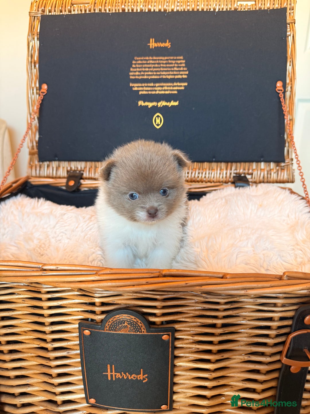 Pomeranian dogs for sale: KC Registered Lilac Pomeranian Puppies 💜 - Advert 10