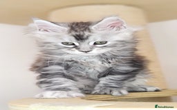 Maine Coon cats for sale: PEDIGREE MAINE COON KITTENS 5 BOYS - Image 4