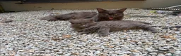 Maine Coon cats for sale: Beautiful Maine Coons from Champion lines  in Saint Agnes - Advert 25