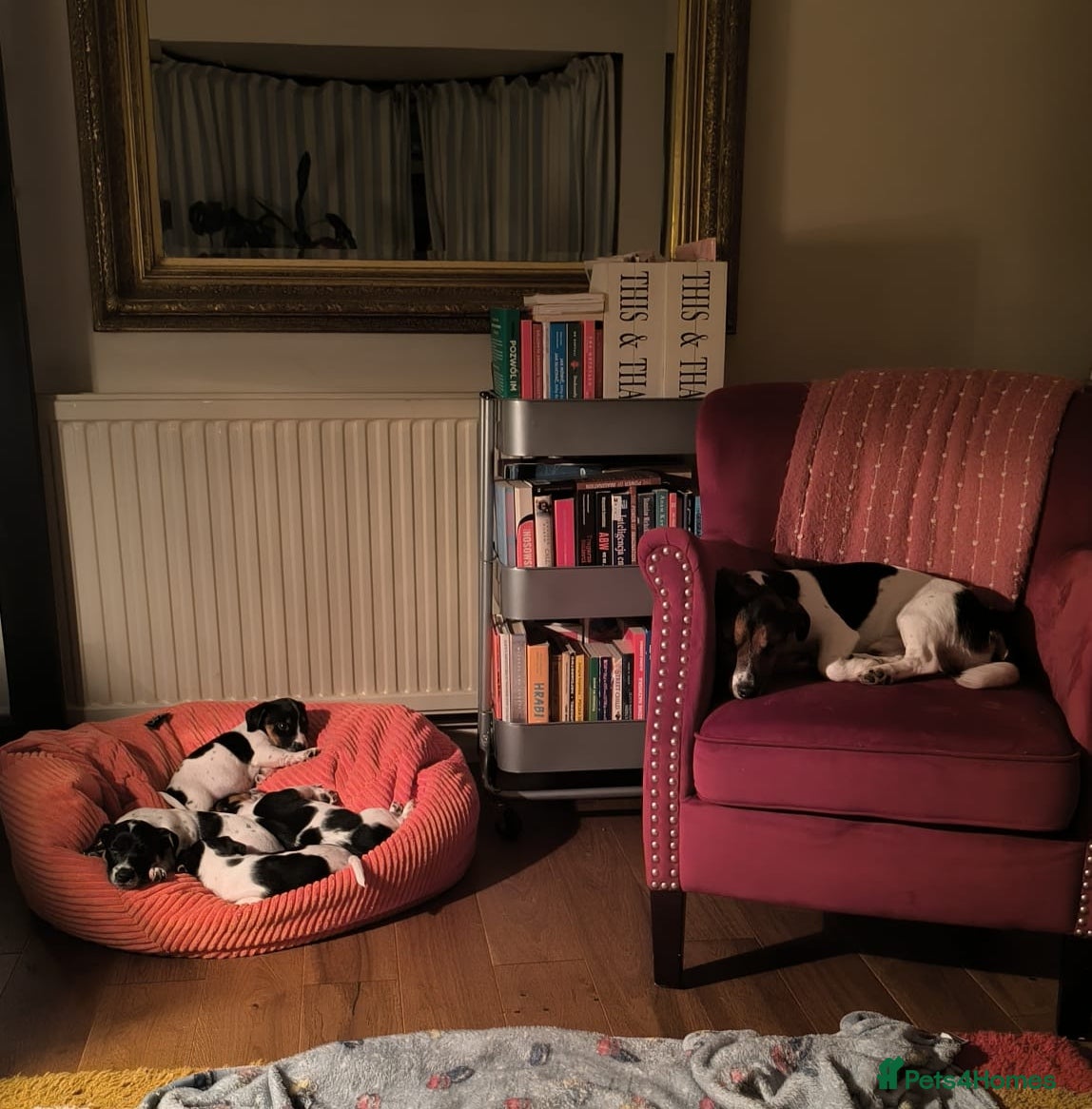 Jack Russell dogs Beautiful Short-Leg Jack Russell Puppies - Advert 15