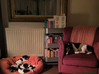 Jack Russell dogs Beautiful Short-Leg Jack Russell Puppies - Advert 15