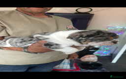 English Bulldog dogs for sale: We have 3 beautiful Bulldog girls  - Image 7