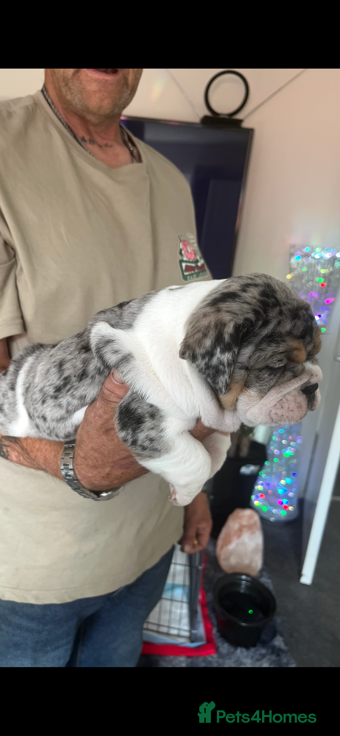 English Bulldog dogs for sale: We have 3 beautiful Bulldog girls  - Image 7
