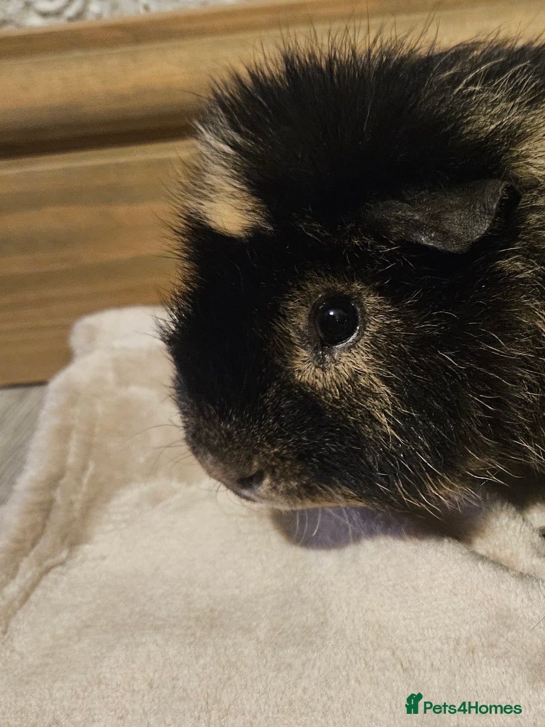 Guinea Pig rodents for sale: Male Guinea pig + set up - Advert 2