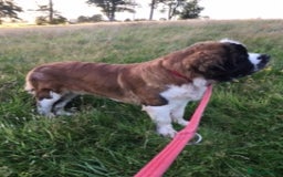 Saint Bernard dogs for sale: 1yr old St. Bernard available to approved home - Image 2